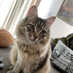 KKKITTTYYYYYY