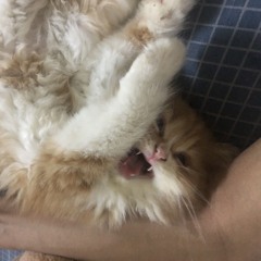 Arr Pu ၄