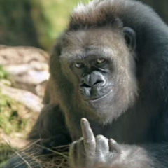Jha🦍