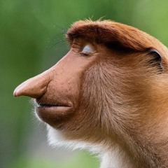 mathieu
