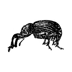 Weevil Neighbourhood