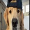 Inspector Joke