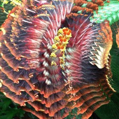 WOUNDED FLOWER
