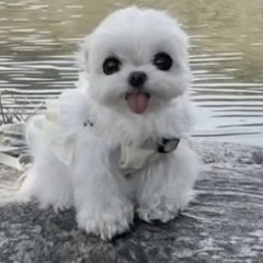 derek