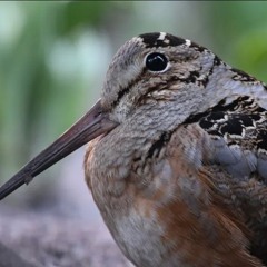 fleurnothappy