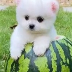 follow me pl