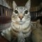 Meow~