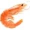 kingshrimp8