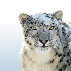 sighless mini dub showcase!!!