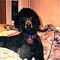demondog7