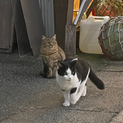 佐藤 さくら