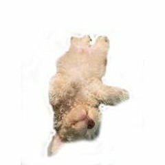 Luffel