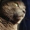 TriboCat