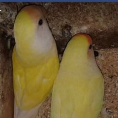 bassel