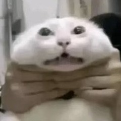 Lev
