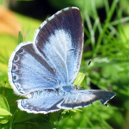 HEWRA UFO  SPEJS SZIP