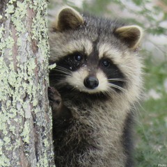Raccoon Friend
