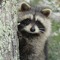 Raccoon Friend