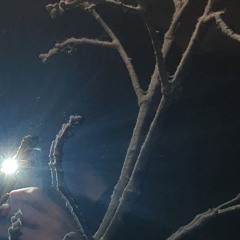 volvic citron + *********