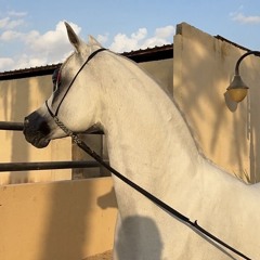 my17zq