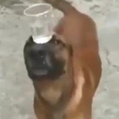 вова зевс