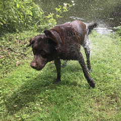 Rufus Coco