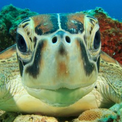 Deaf Turtle