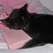 BLACK CAT