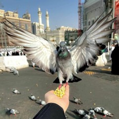 yomna mohamed