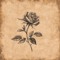 Lil Zay Rose