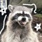racoon4lif3
