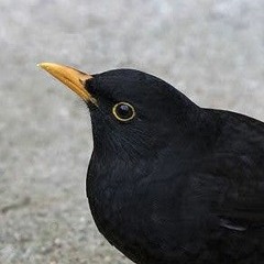 Turdus merula