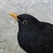 Turdus merula