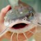 crazycatfish5679