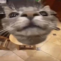 kit