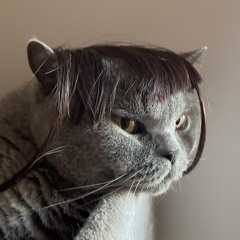 Reservoir_Cat