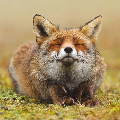 Little Fox™’s avatar