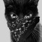 Ratte