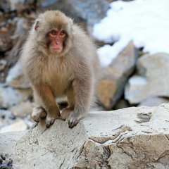 100thMonkey