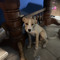 dog3637838228