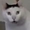 peaceluvr