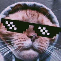 El gatoo Insani