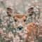 JiJi🦌