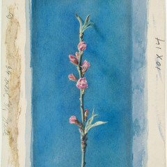 Eileen Wallace