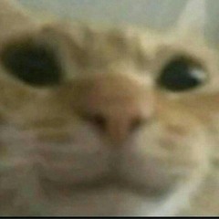 Nekooo