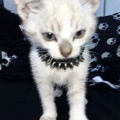 Владо Ненегр