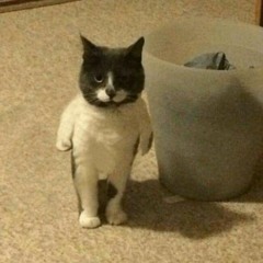 محمد عبد الحليم