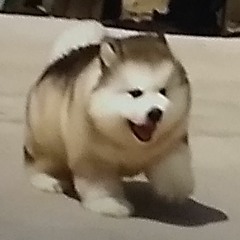 Fluffy Dog Lover