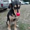 Assedou