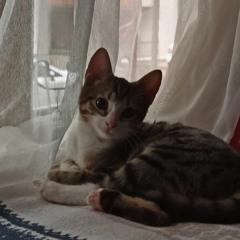 emrhaylnc